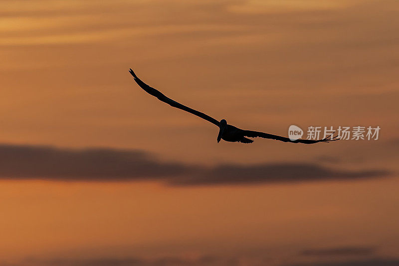 褐鹈鹕(Pelecanus occidentalis urinator)是鹈鹕科的一种鸟，是美洲发现的三种鹈鹕之一，也是两种潜入水中觅食的鸟类之一。日落时分，在加拉帕戈斯群岛北部附近的水面上飞行